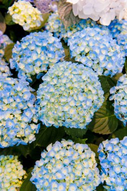 Güzel Çiçekler (Ortanca macrophylla) veya Hortensia çiçek