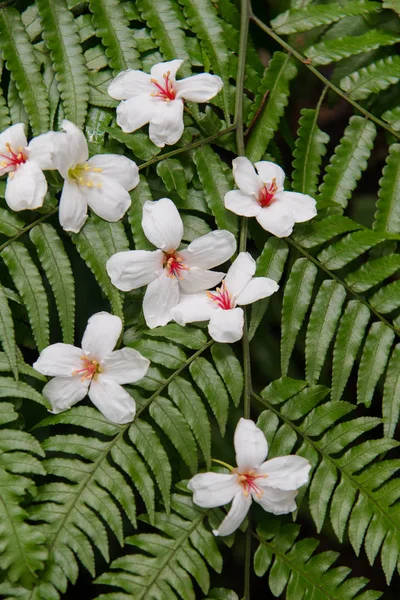 White flowers fall on green fern leaves ���Tung flowers���