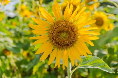 bir arka plan mavi gökyüzü çiçek açan ayçiçeği. Ayçiçeği alanı 