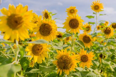 bir arka plan mavi gökyüzü çiçek açan ayçiçeği. Ayçiçeği alanı 