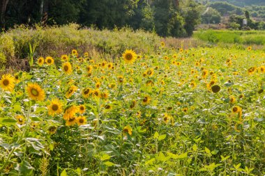 bir arka plan mavi gökyüzü çiçek açan ayçiçeği. Ayçiçeği alanı 