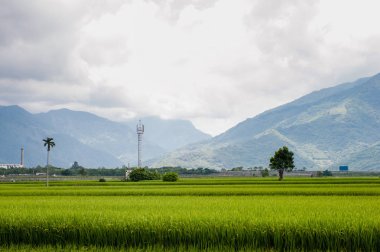 Brown Avenue, Chishan 'Da güzel pirinç tarlalarının peyzaj görünümü