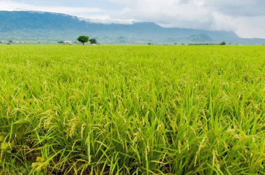Brown Avenue, Chishan 'Da güzel pirinç tarlalarının peyzaj görünümü