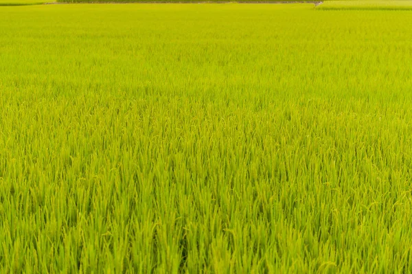 ブラウンアベニューの美しい水田の風景 — ストック写真