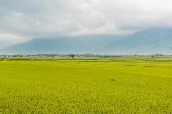 Pohled na krajinu s krásnými rýžovými poli na hnědé Avenue, Čishan — Stock fotografie