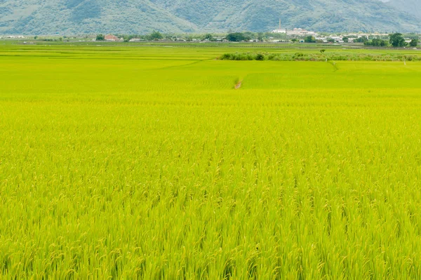 Pohled na krajinu s krásnými rýžovými poli na hnědé Avenue, Čishan — Stock fotografie