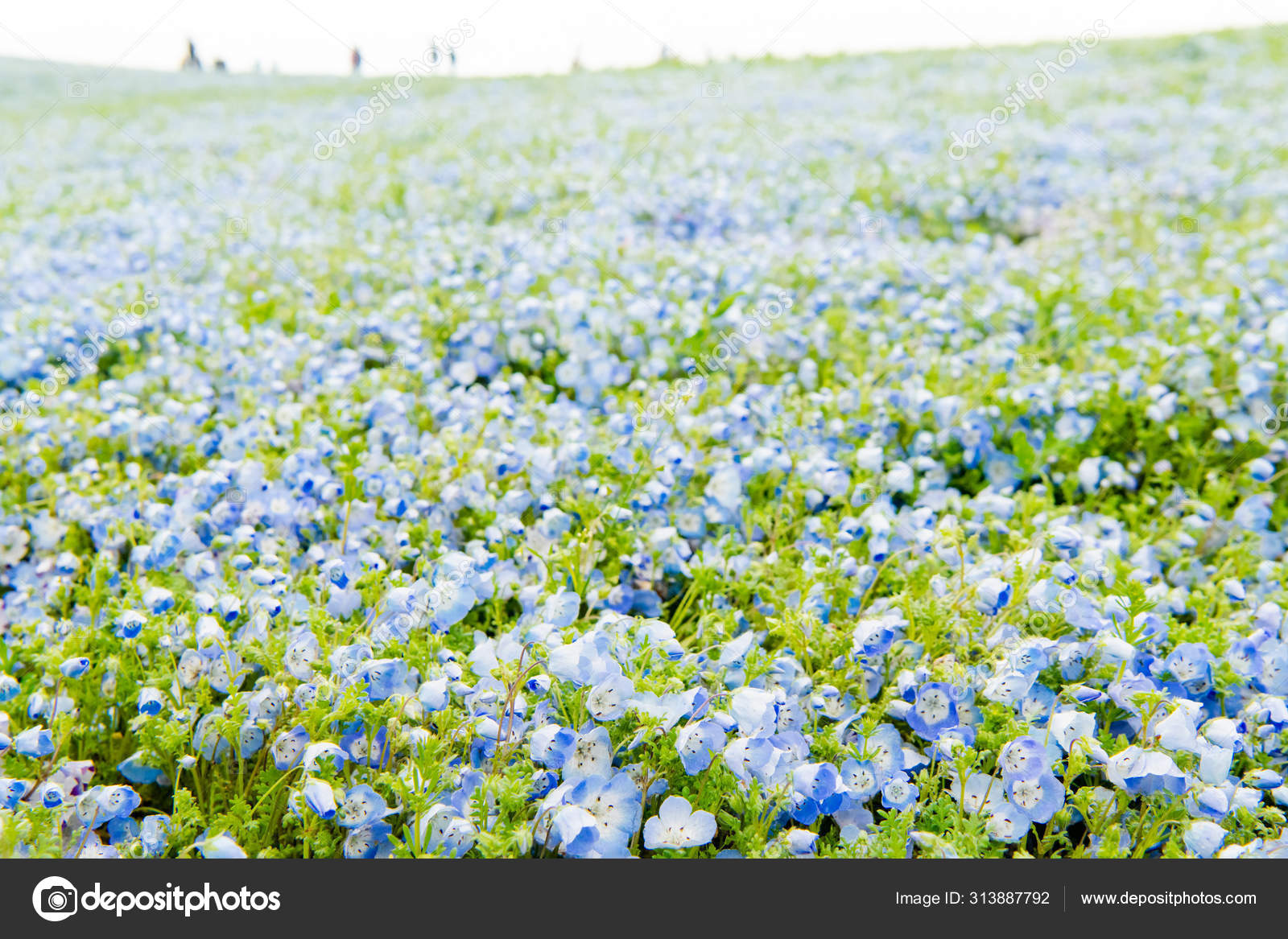 Blue Sky And Nemophila Menziesii Baby Blue Eyes Flower Stock Photo C Pmu Umq