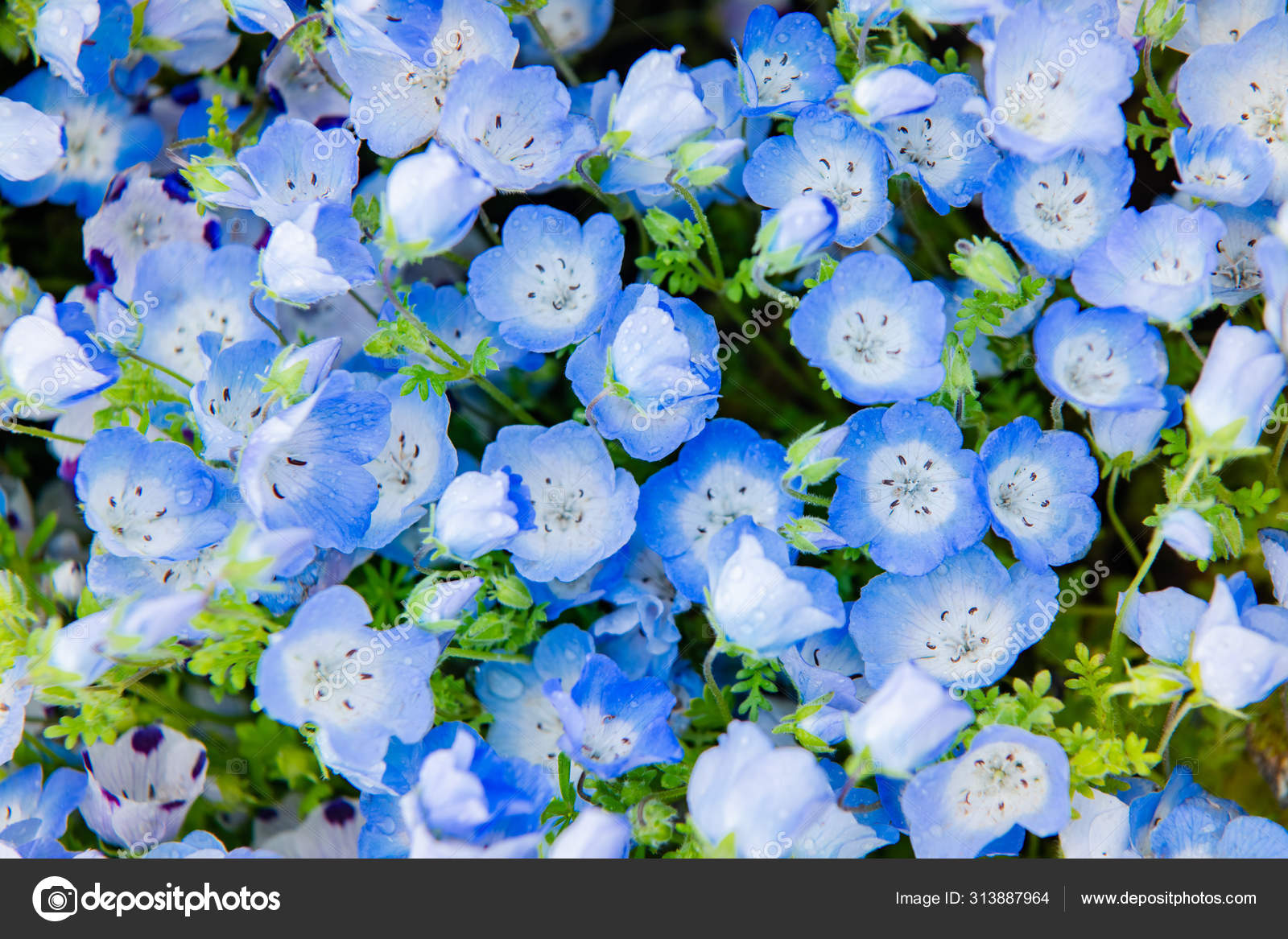 Stockfotos Nemophila Bilder Stockfotografie Nemophila Lizenzfreie Fotos Depositphotos Stockfotos Nemophila Bilder Stockfotografie Nemophila Lizenzfreie Fotos Depositphotos