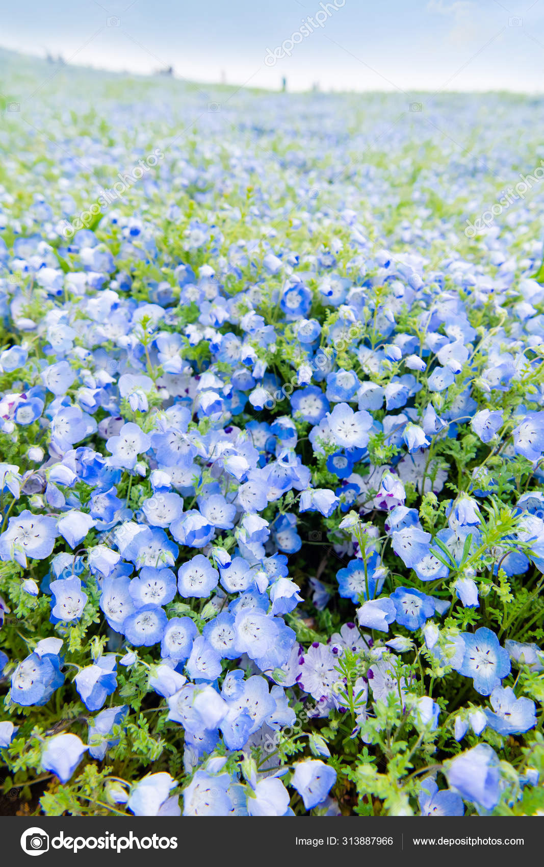 Blue Sky And Nemophila Menziesii Baby Blue Eyes Flower Stock Photo C Pmu Umq