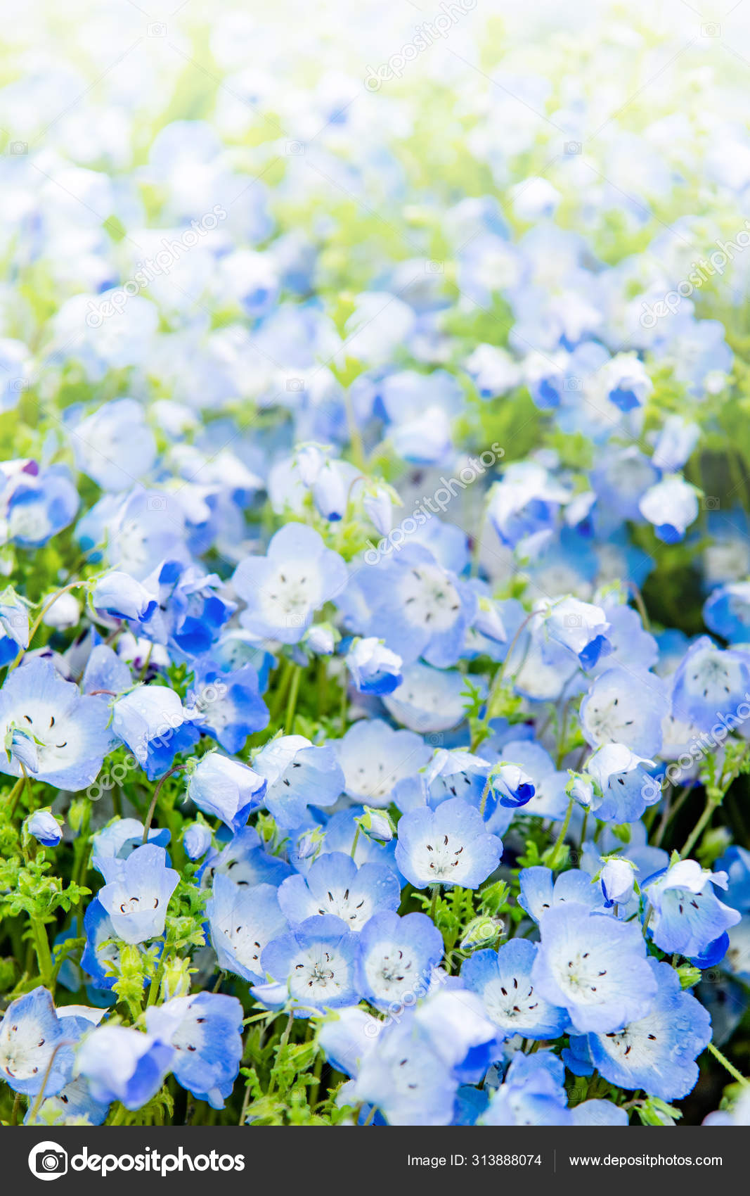 Close Up Of Nemophila Menziesii Baby Blue Eyed Flower Stock Photo C Pmu Umq