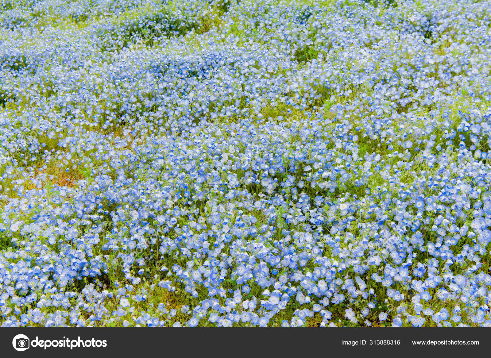 Close Up Of Nemophila Menziesii Baby Blue Eyed Flower Stock Photo C Pmu Umq