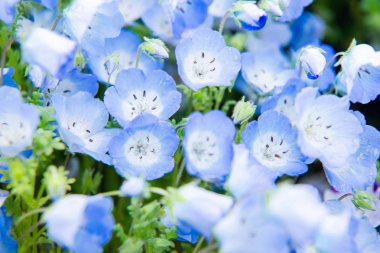 Nemophila menziesii (bebek mavi gözlü çiçek)