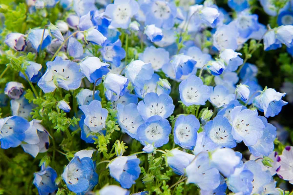 Gros plan sur Nemophila menziesii (fleur aux yeux bleus) ) — Photo