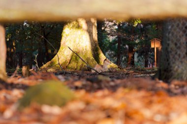 Güz akçaağaç kırmızısı şirin geyiklerle, Nara, Japonya