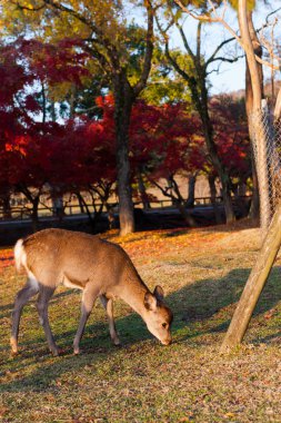 Güz akçaağaç kırmızısı şirin geyiklerle, Nara, Japonya