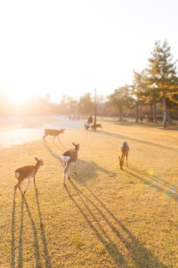 Güz akçaağaç kırmızısı şirin geyiklerle, Nara, Japonya