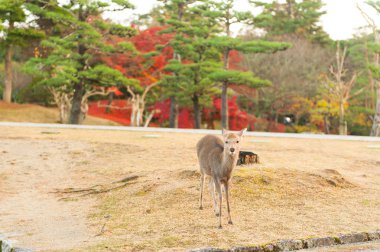 Güz akçaağaç kırmızısı şirin geyiklerle, Nara, Japonya