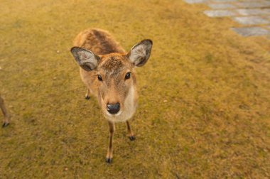 Güz akçaağaç kırmızısı şirin geyiklerle, Nara, Japonya