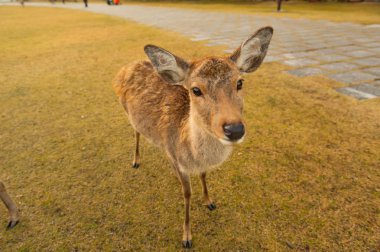 Güz akçaağaç kırmızısı şirin geyiklerle, Nara, Japonya