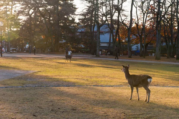 Autumn maple red with cute deer, Nara, Japan — ストック写真