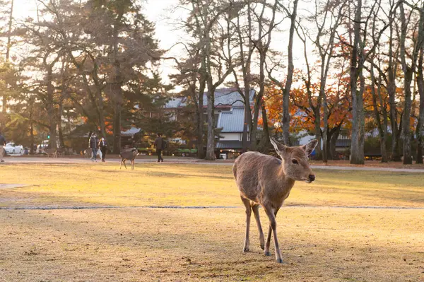 Autumn maple red with cute deer, Nara, Japan — ストック写真