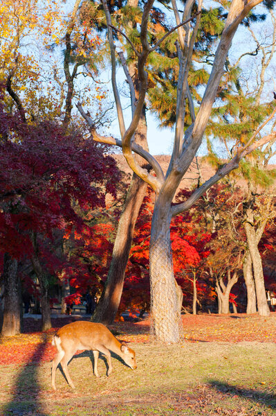 Autumn maple red with cute oler, Nara, Japan
