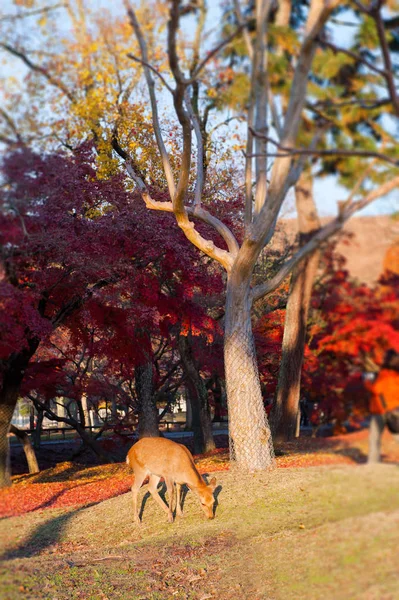 Autumn maple red with cute deer, Nara, Japan — ストック写真