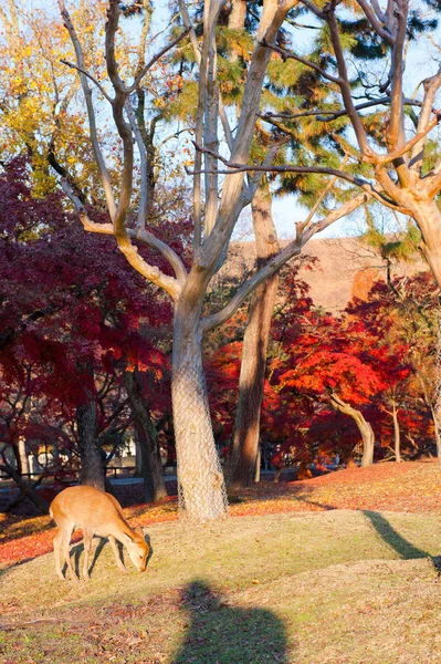 Autumn maple red with cute deer, Nara, Japan — ストック写真