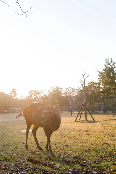 Autumn maple red with cute deer, Nara, Japan — ストック写真