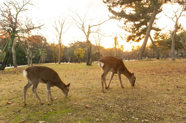 Autumn maple red with cute deer, Nara, Japan — ストック写真