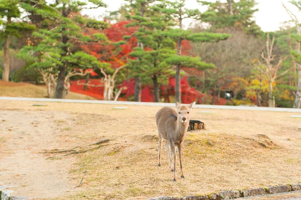 Autumn maple red with cute deer, Nara, Japan — Stock Photo, Image