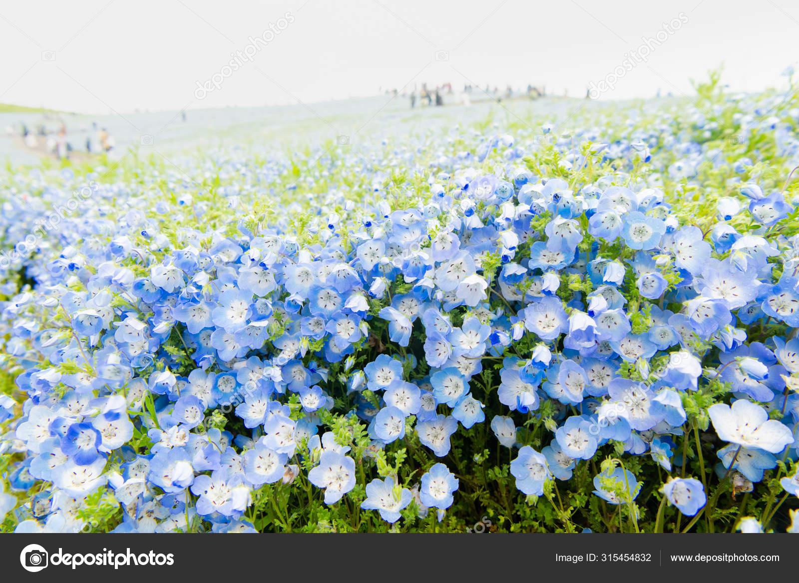 Nemophila Menziesii Baby Blue Eyed Flower Flower Field Hitachi Seaside Stock Photo C Pmu Umq