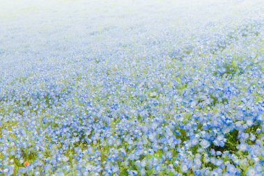 Nemophila menziesii (bebek mavi gözlü çiçek), Hitachi Sahil Parkı, bahar, Ibaraki Bölgesi, Japonya