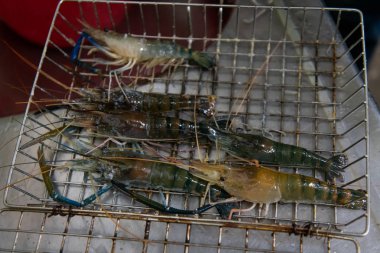 Tuzlu canlı karides (Karides, karides avlama))