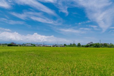 Brown Bulvarı 'ndaki güzel pirinç tarlalarının manzarası, 