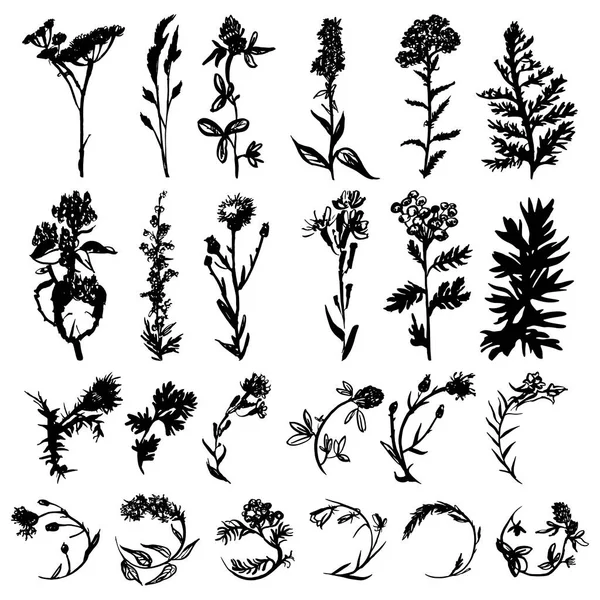 Wild herbs. A Set. Vector illustration. Drawn by a black line on a white background. Hand drawing. — Stock Vector