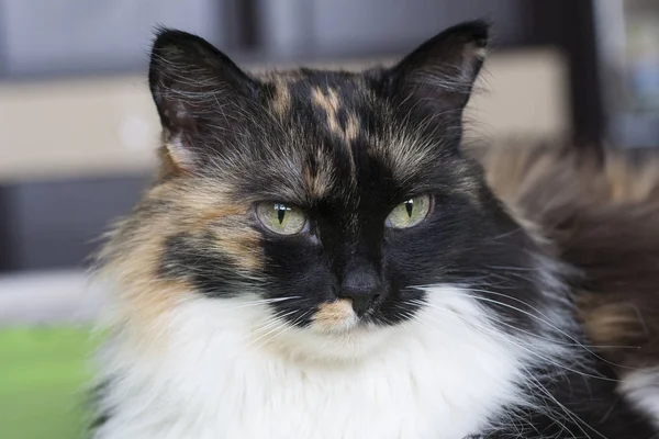 Beau chat tricolore, nez noir, moustache blanche. Gros plan sur por — Photo