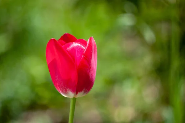 Piękny czerwony tulipan kwiat na niewyraźne zielone tło — Zdjęcie stockowe