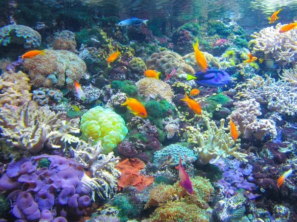 Renkli akvaryum, balık ve diğer deniz canlıları