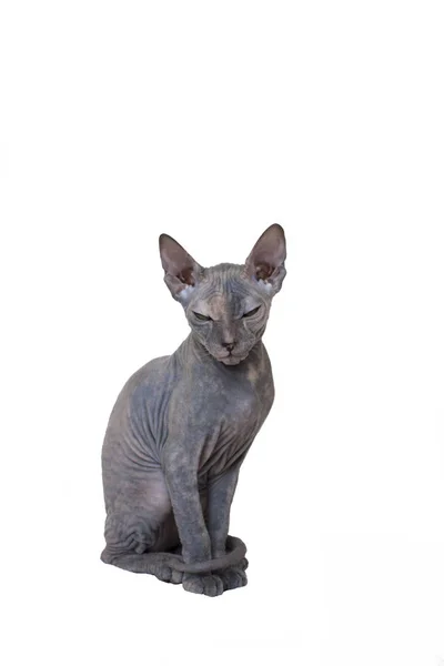 Bald Sphynx Kitten ze zmarszczkami i fałdami siedzi. Wyizolować — Zdjęcie stockowe