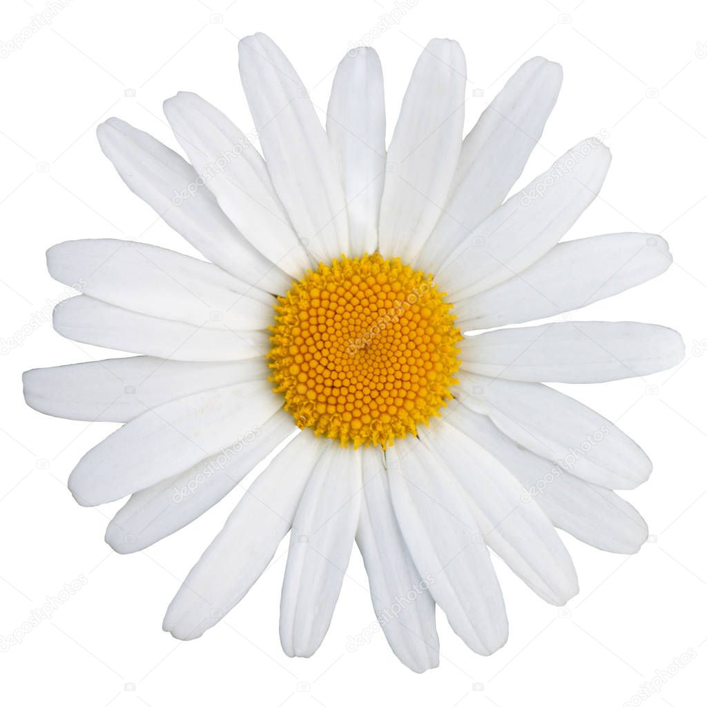 Beautiful white daisy with a yellow center. Isolate on white