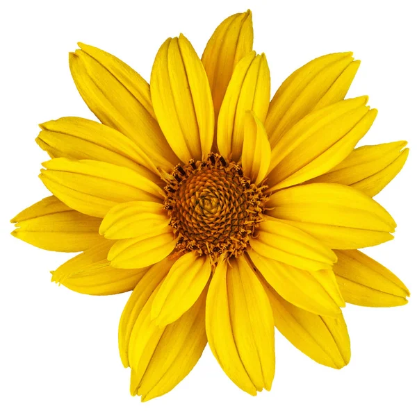 Schönes gelbes Gänseblümchen. der lateinische Name ist heliopsis. isoliert im — Stockfoto