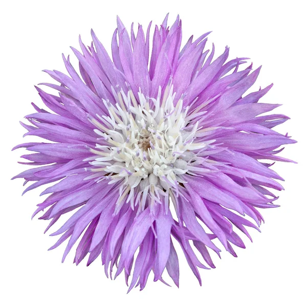 Bela flor lilás Cornflower Amberboa Musk Isolado em branco — Fotografia de Stock