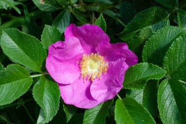 Güzel pembe kuşburnu çiçeği. Güneşli bir gün. Açık havada