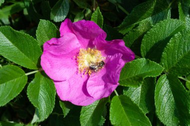 Bir köpek gül güzel pembe çiçek, üzerinde arı oturur