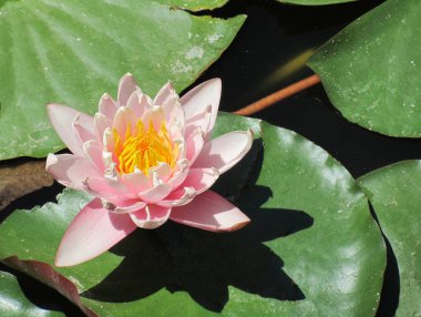 Pembe lotus'un yakın çekimi. Nelumbo nucifera