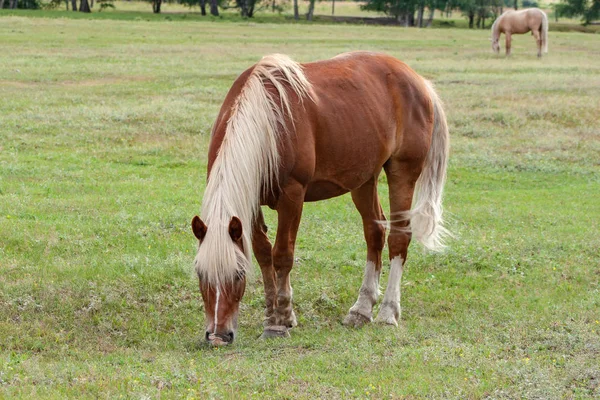 Vacker brun häst med en vit man och svans på en betesmark ni — Stockfoto