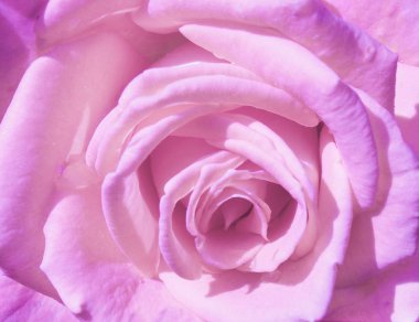 Güzel pembe gül çiçeğinden arka plan