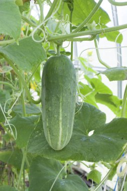 Güzel taze yeşil salatalık bir greenhou bir dal asılı