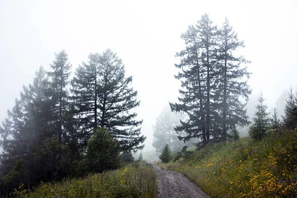 Misty gloomy morning. Dirt road in a coniferous forest covered w